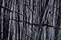 593059 Weathered Wood A4 Photo Print