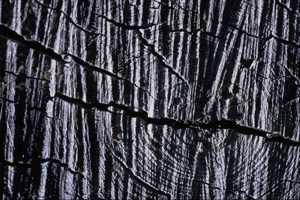 593059 Weathered Wood A4 Photo Print