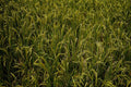 593060 Mature Rice Crop A4 Photo Print