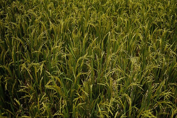 593060 Mature Rice Crop A4 Photo Print