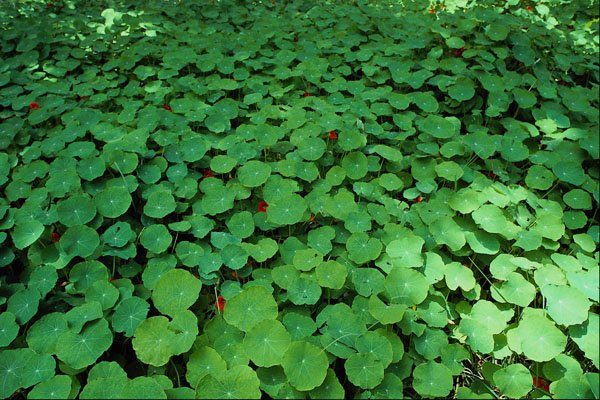 593062 Nasturtium, Throw One Out And See What Happens A4 Photo Print
