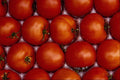 593070 Tomatoes A4 Photo Print