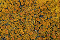 593073 Lichen On Rock A4 Photo Print