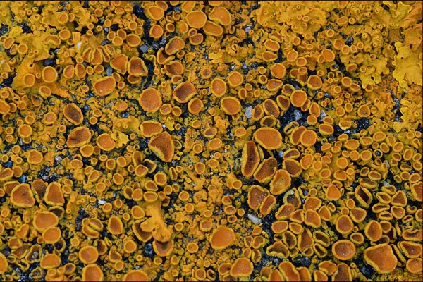 593073 Lichen On Rock A4 Photo Print