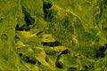 593074 Seaweed A4 Photo Print