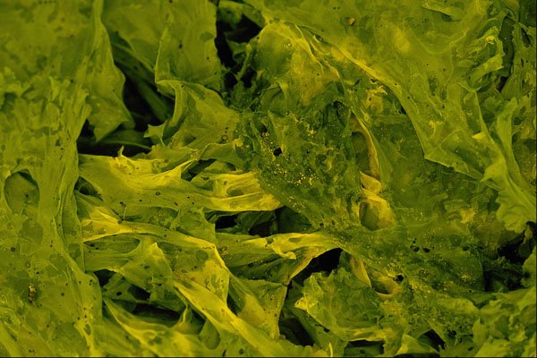 593074 Seaweed A4 Photo Print