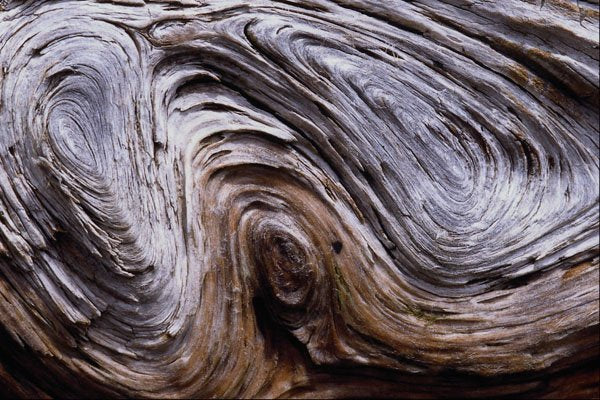 593075 Driftwood A4 Photo Print