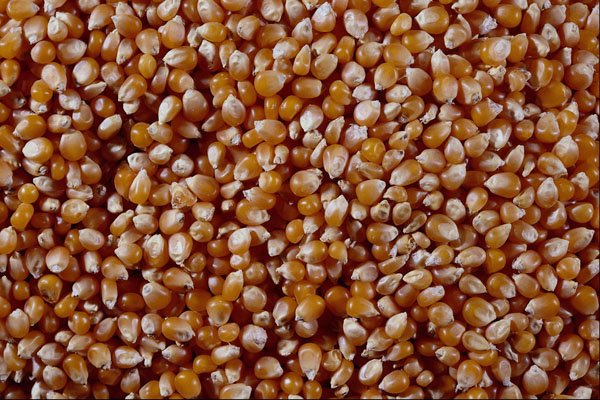 593076 Close up Of Unpopped Popcorn Kernels A4 Photo Print