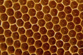 593081 Bee Wax Comb A4 Photo Print