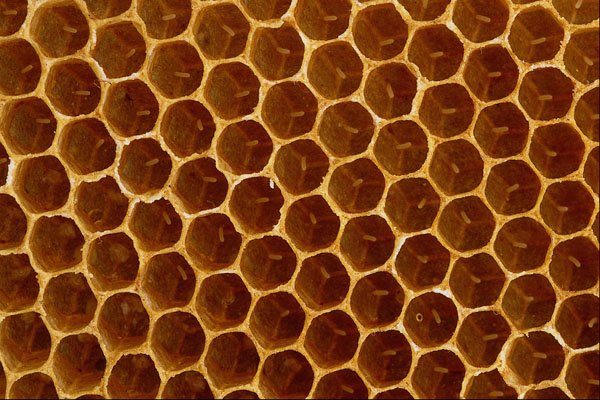 593081 Bee Wax Comb A4 Photo Print