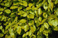 593082 Beech Leaf A4 Photo Print