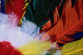 593085 Colored Feathers A4 Photo Print