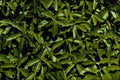 593089 Leafy Garden A4 Photo Print