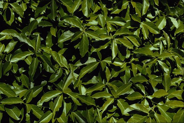 593089 Leafy Garden A4 Photo Print