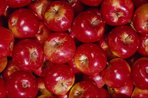 593098 Red Apples A4 Photo Print
