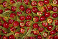 593099 Red Apples On Cupressus Leaves A4 Photo Print