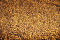 594000 Peanut Harvest, Cyprus A4 Photo Print