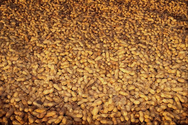 594000 Peanut Harvest, Cyprus A4 Photo Print