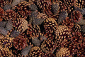 594004 Mixed Pine Cones A4 Photo Print