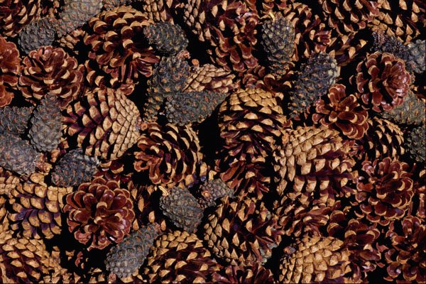 594004 Mixed Pine Cones A4 Photo Print