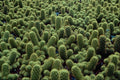 594006 Noto Cactus A4 Photo Print