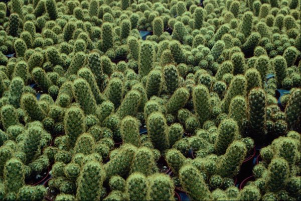 594006 Noto Cactus A4 Photo Print