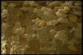 594009 Ancient Forest A4 Photo Print