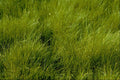 594010 Hair Grass A4 Photo Print
