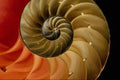 594011 Nautilus Shell A4 Photo Print