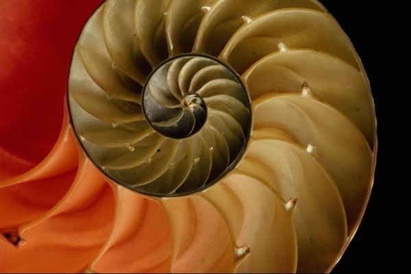 594011 Nautilus Shell A4 Photo Print