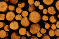 594013 Close up Of Logs A4 Photo Print