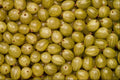 594014 Green Gooseberries A4 Photo Print