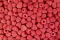 594015 Red Raspberries A4 Photo Print