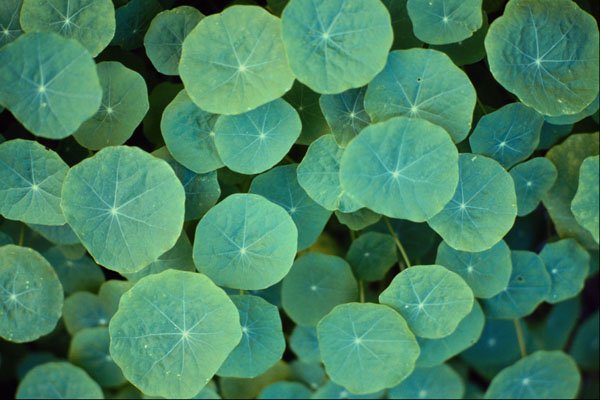594017 Patch Of Nasturtium Flowers A4 Photo Print