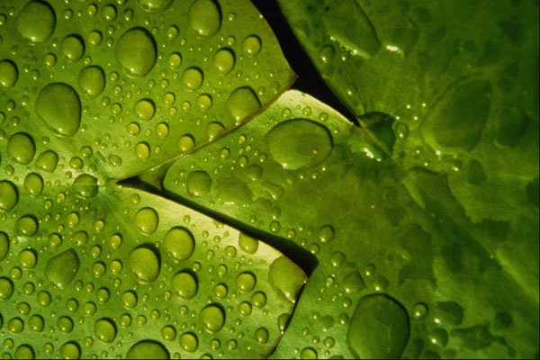 594024 Lily Pads, Garden Pond, England A4 Photo Print