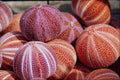 594027 Conch Shells A4 Photo Print