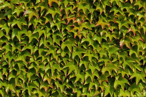 594030 Virginia Creeper A4 Photo Print