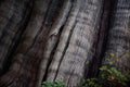 594035 Old Growth Forest, British Columbia, Canada A4 Photo Print