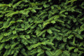 594040 Evergreens A4 Photo Print