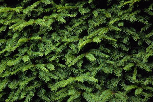 594040 Evergreens A4 Photo Print