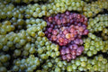 594041 Grapes, Budapest, Hungary A4 Photo Print
