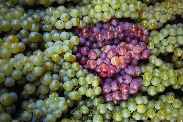 594041 Grapes, Budapest, Hungary A4 Photo Print