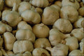 594043 Fresh Garlic A4 Photo Print