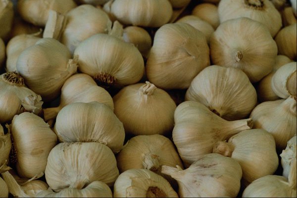 594043 Fresh Garlic A4 Photo Print