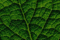 594048 Backlit Skunk Cabbage Leaf A4 Photo Print