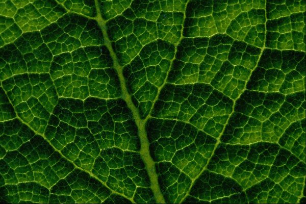 594048 Backlit Skunk Cabbage Leaf A4 Photo Print