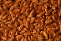 594049 Wheat Seed A4 Photo Print