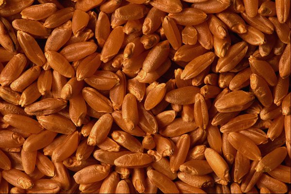 594049 Wheat Seed A4 Photo Print