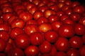 594060 Red Tomatoes A4 Photo Print
