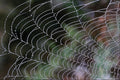 594064 Spider Web With Dew A4 Photo Print